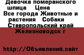 Девочка померанского шпица. › Цена ­ 40 000 - Все города Животные и растения » Собаки   . Ставропольский край,Железноводск г.